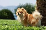 SPITZ ALLEMAND 398